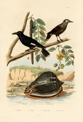 Escargot, 1833-39
